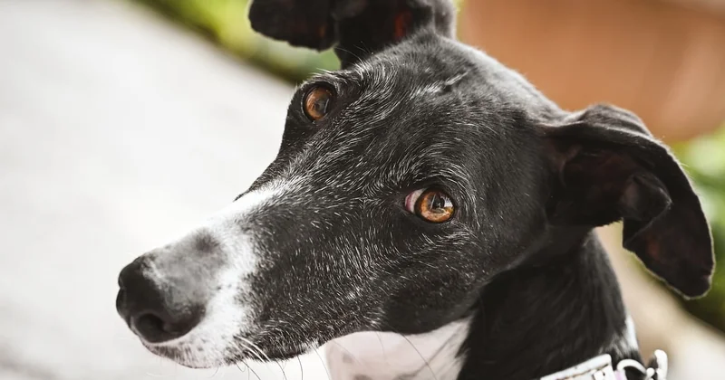 Est-ce que les chiens détectent les punaises de lit ?