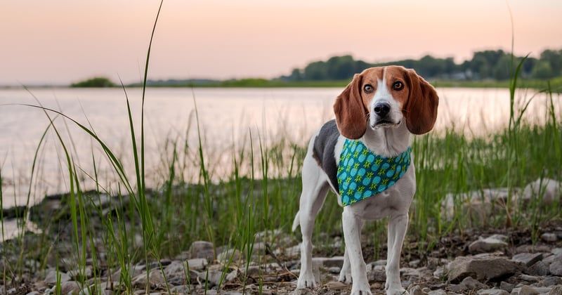 Tarif détection canine punaises de lit : le vrai prix enfin dévoilé