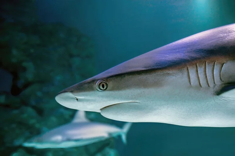 Comment choisir la bonne pierre pour son aquarium ?