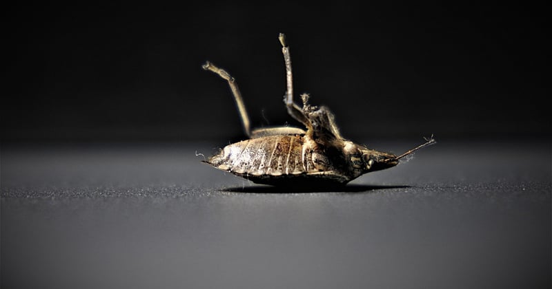 Nid de punaises de lit introuvable : 7 cachettes insoupçonnées à vérifier