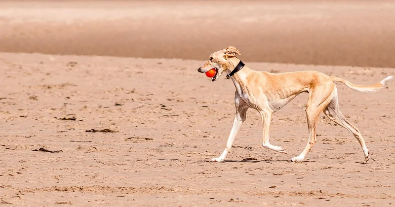 Pourquoi la couleur sable séduit autant