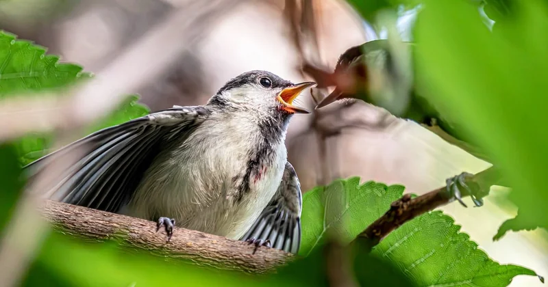 Nourrir un oisillon mésange : le protocole exact