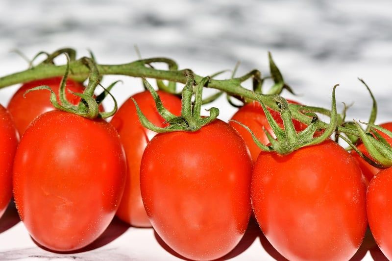 Découvrez les meilleurs tuteurs à tomate pour le potager en 2026 et boostez votre récolte