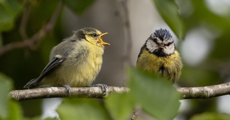 Oisillon mésange : que faire pour le nourrir et le sauver ?