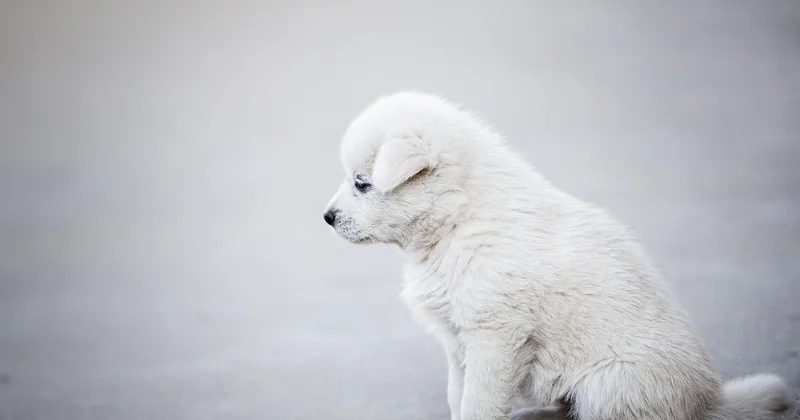 Chien détecteur de punaise de lit : avis et fiabilité