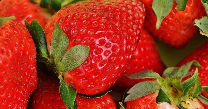 Comment pousse les fraises : le guide surprenant du potager