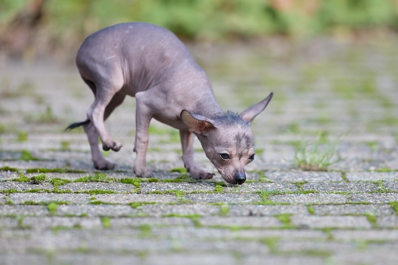 Chien détecteur de punaises : prix 2026 et astuces pour choisir le meilleur compagnon
