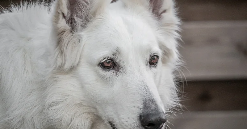 Quelle race de chien est la plus efficace pour renifler les punaises de lit ?