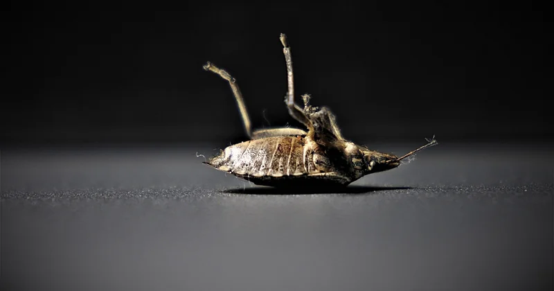 Les signes qui ne trompent pas (même si vous ne voyez pas l’insecte)
